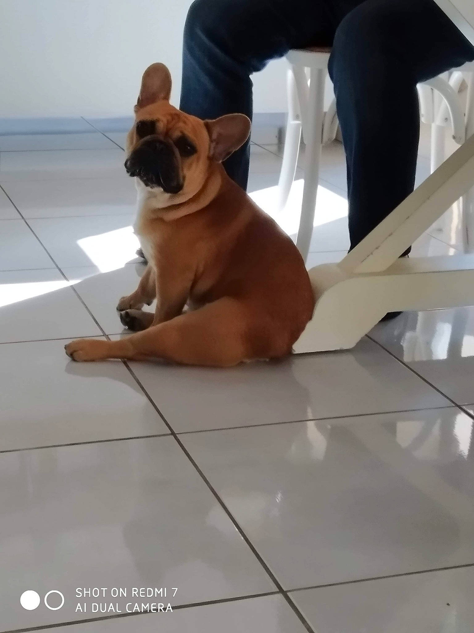 Orace a rejoint le concours — aidez-le/la à gagner de superbes lots ! bulldog, bullmastiff, canidae, carnivore, companion_dog, dog, dog_breed, fawn, floor, french_bulldog, leg, mammal, non_sporting_group, snout