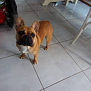 Orace a rejoint le concours — aidez-le/la à gagner de superbes lots ! animal, brown_dog, companion, cute, dog, domestic_animal, ears, floor, french_bulldog, furniture, home_interior, house, indoor, legs, looking_up, mobility_scooter, pet, small_dog, tile_floor, wheelchair