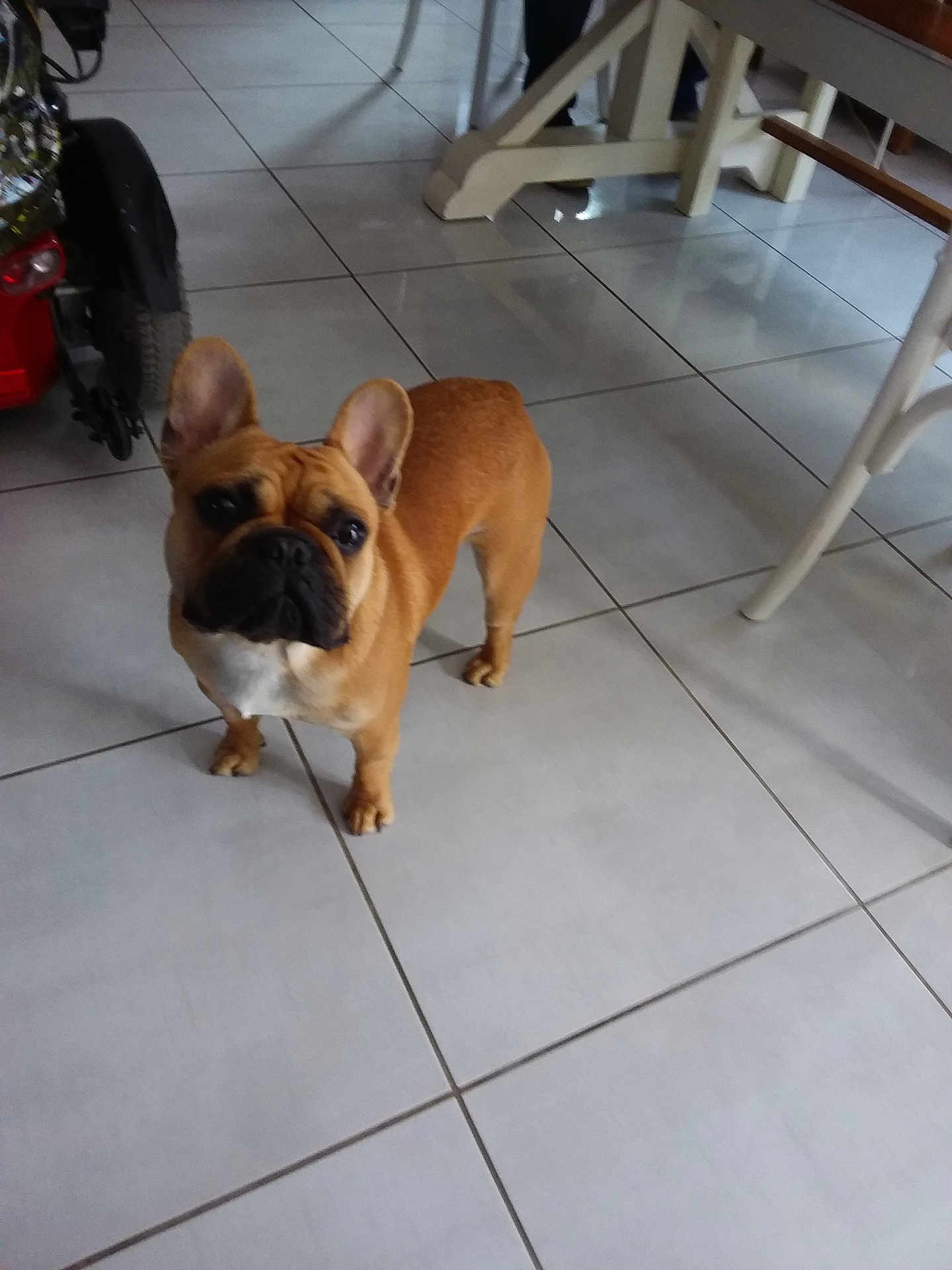 Orace a rejoint le concours — aidez-le/la à gagner de superbes lots ! animal, brown_dog, companion, cute, dog, domestic_animal, ears, floor, french_bulldog, furniture, home_interior, house, indoor, legs, looking_up, mobility_scooter, pet, small_dog, tile_floor, wheelchair
