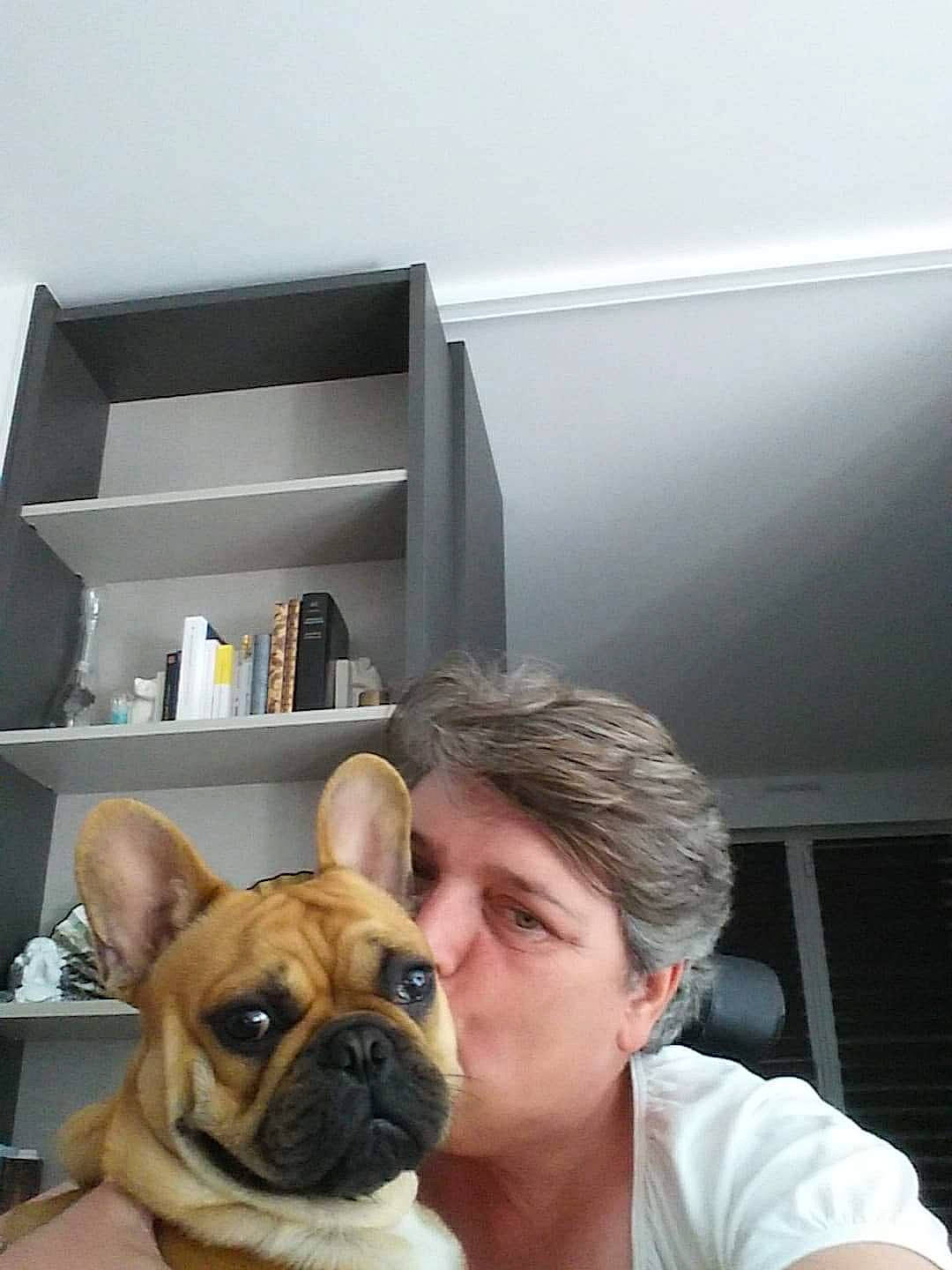 Orace a rejoint le concours — aidez-le/la à gagner de superbes lots ! bulldog, canidae, carnivore, companion_dog, dog, dog_breed, ear, fawn, french_bulldog, mammal, non_sporting_group, old_english_bulldog, olde_english_bulldogge, pug, puggle, puppy, puppy_love, room, snout