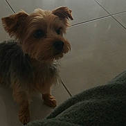 Perle participe au concours pour gagner de l'argent avec cette photo : australian_silky_terrier, carnivoran, companion_dog, dog, dog_breed, dog_breed_group, dog_like_mammal, morkie, small_terrier, snout, sporting_lucas_terrier, terrier, yorkshire_terrier