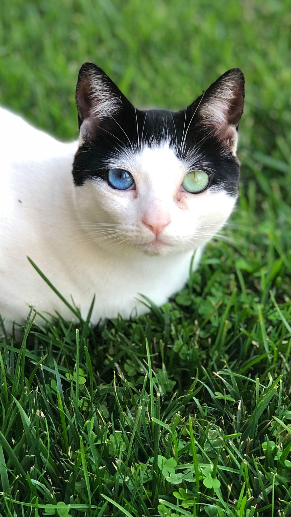 Cici joined the competition — help win amazing prizes! carnivore, cat, close_up, domestic_short_haired_cat, eye, fawn, felidae, grass, groundcover, lawn, mammal, meadow, organism, plant, small_to_medium_sized_cats, snout, tail, tree, vertebrate, whiskers