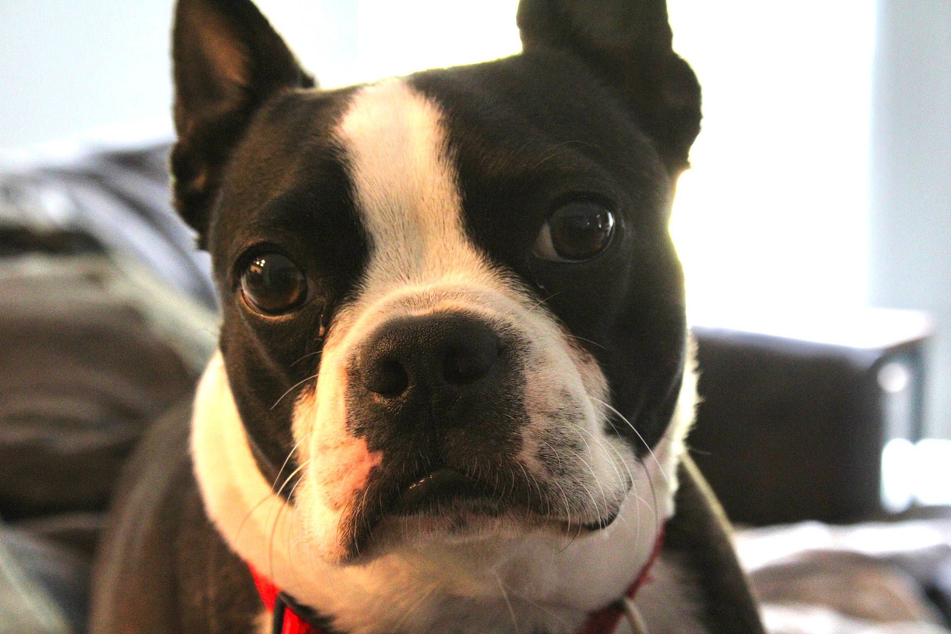 Ollie is registered to the contest to win money with this photo: boston_terrier, canidae, carnivore, collar, companion_dog, dog, dog_breed, ear, fawn, fur, light, non_sporting_group, puppy, snout, sporting_group, terrestrial_animal, toy_dog, whiskers, working_animal