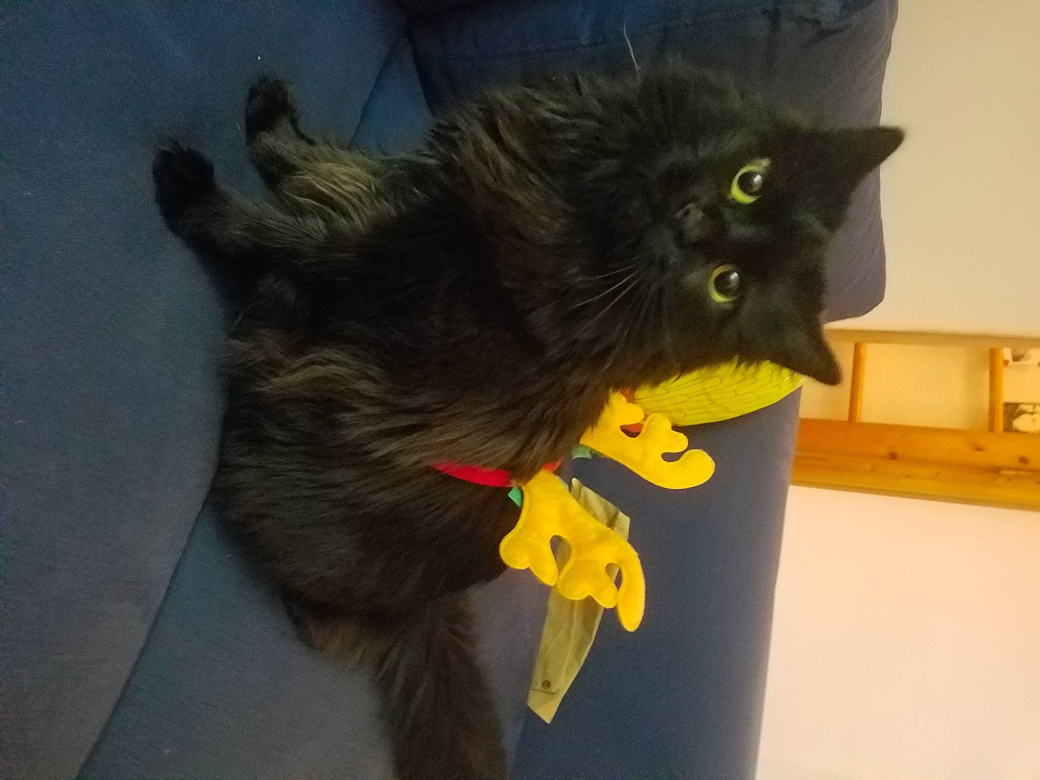 Gollum a rejoint le concours — aidez-le/la à gagner de superbes lots ! black_cat, bombay, carnivore, cat, felidae, fur, kitten, nebelung, small_to_medium_sized_cats, tail, whiskers