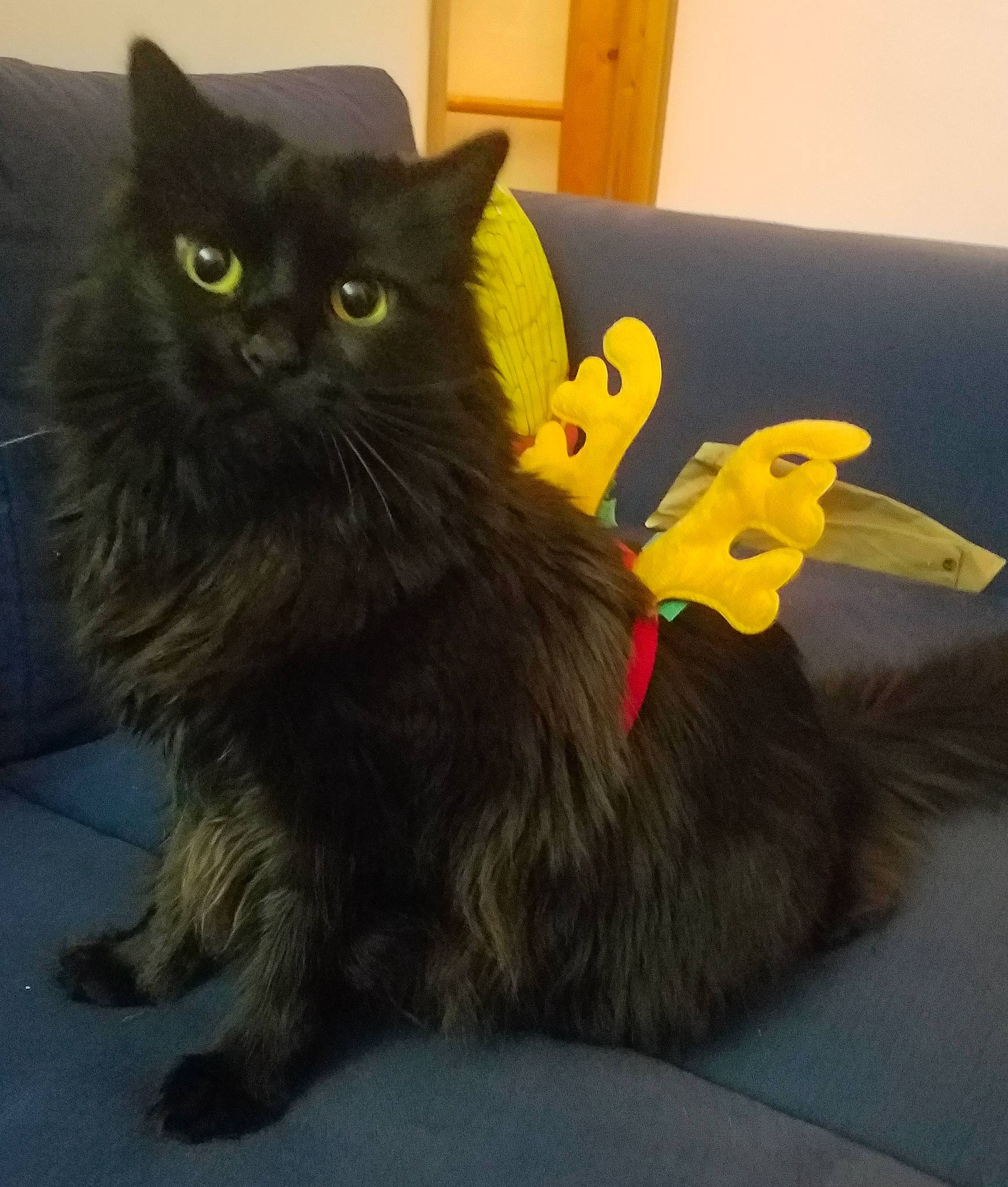 Gollum participe au concours pour gagner de l'argent avec cette photo : asian, asian_semi_longhair, black_cat, british_longhair, carnivore, cat, domestic_long_haired_cat, domestic_short_haired_cat, european_shorthair, felidae, kitten, maine_coon, mammal, napoleon_cat, norwegian_forest_cat, persian, ragamuffin, small_to_medium_sized_cats, whiskers, yellow