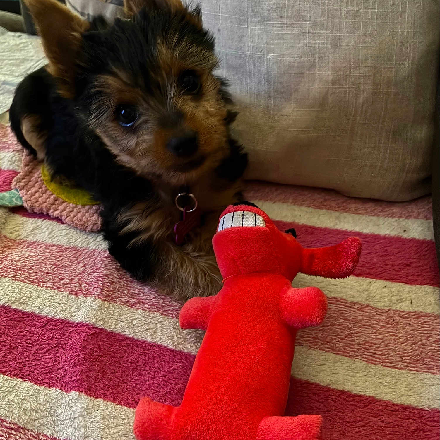 Zoe