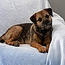 Alba a rejoint le concours — aidez-le/la à gagner de superbes lots ! dog, brown_dog, black_dog, pet, animal, lounge, chair, white_fabric, texture, indoor, relaxed, portrait, canine, paw, fur, ears, face, cute, companion, cozy