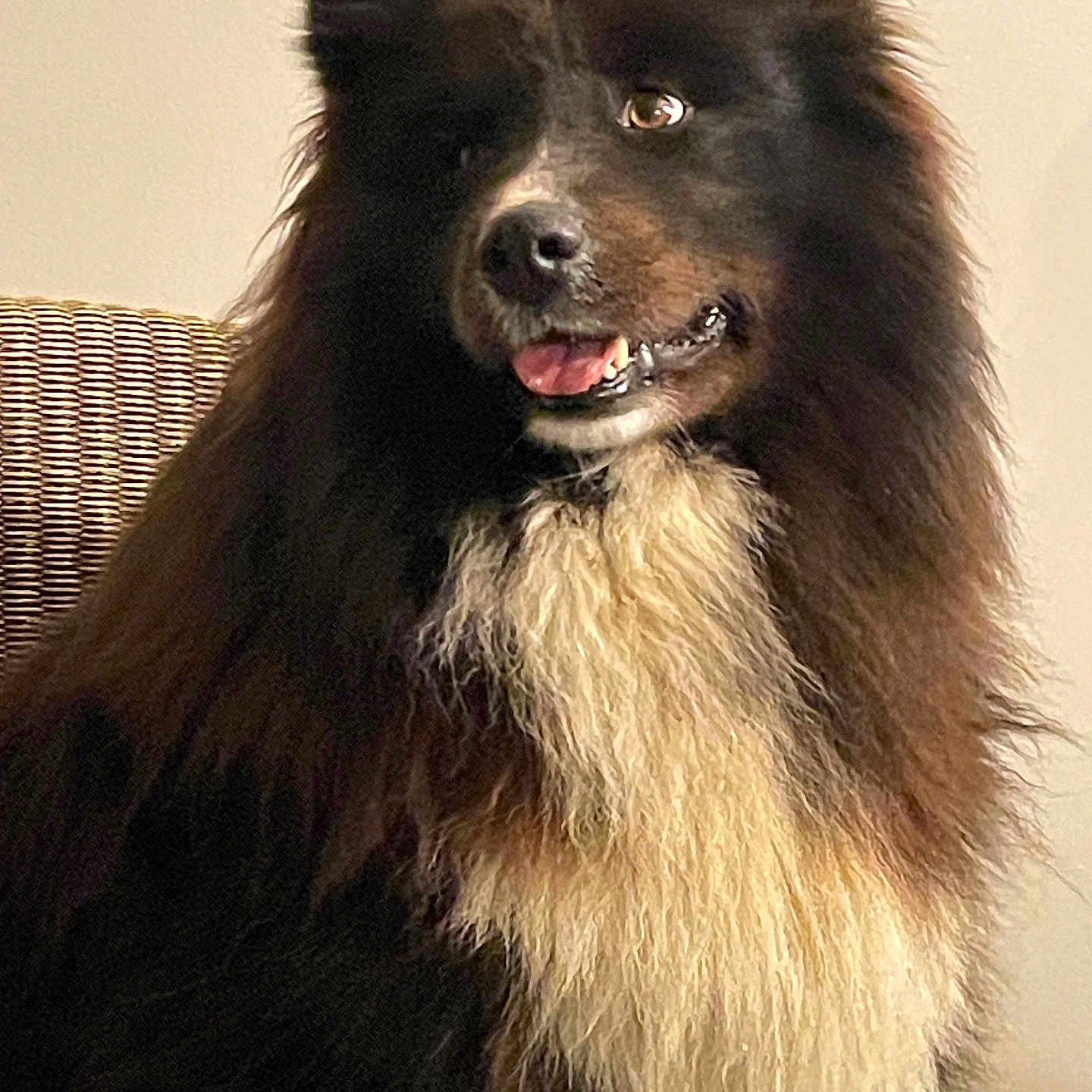 Lucia a rejoint le concours — aidez-le/la à gagner de superbes lots ! animal, black, canine, chair, companion, cute, dog, domestic, fluffy, friendly, fur, happy, house, indoor, pet, portrait, sitting, tongue_out, white, wicker