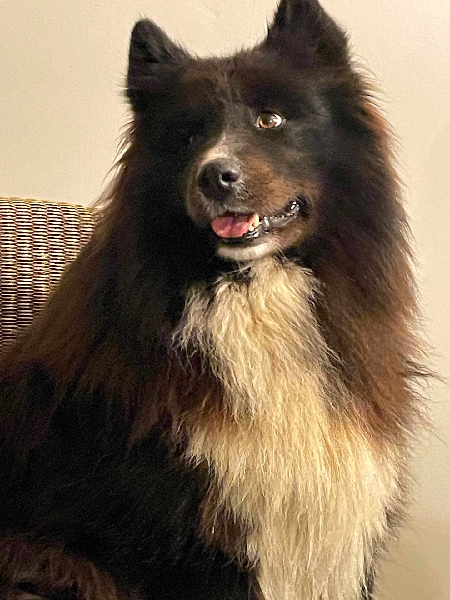Lucia a rejoint le concours — aidez-le/la à gagner de superbes lots ! dog, fluffy, black, white, indoor, pet, animal, happy, tongue_out, sitting, chair, wicker, fur, portrait, cute, companion, canine, friendly, house, domestic