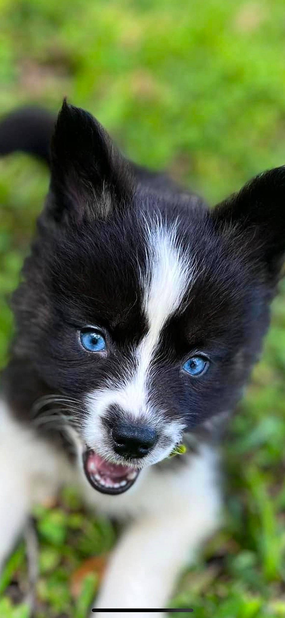 Isla Ocean joined the competition — help win amazing prizes! carnivore, companion_dog, dog, dog_breed, fur, grass, herding_dog, mcnab, plant, snout, sporting_group, tail, terrestrial_animal, whiskers, working_animal, working_dog