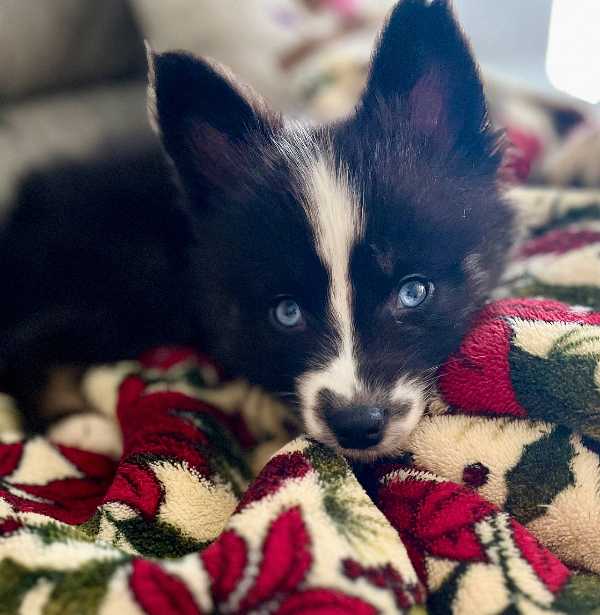 Isla Ocean joined the competition — help win amazing prizes! carmine, carnivore, close_up, comfort, companion_dog, creative_arts, dog, dog_breed, felidae, fur, non_sporting_group, pattern, plaid, small_to_medium_sized_cats, snout, whiskers, working_animal