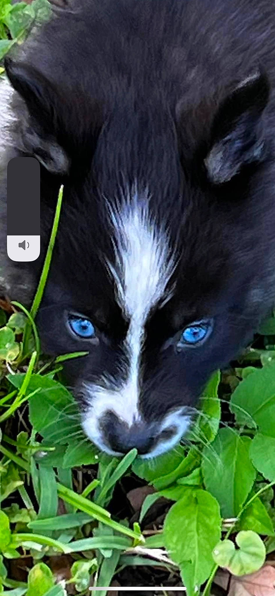 Isla Ocean is registered to the contest to win money with this photo: carnivore, close_up, dog, dog_breed, electric_blue, felidae, fur, grass, groundcover, jungle, photography, plant, terrestrial_animal, whiskers, wildlife, working_animal