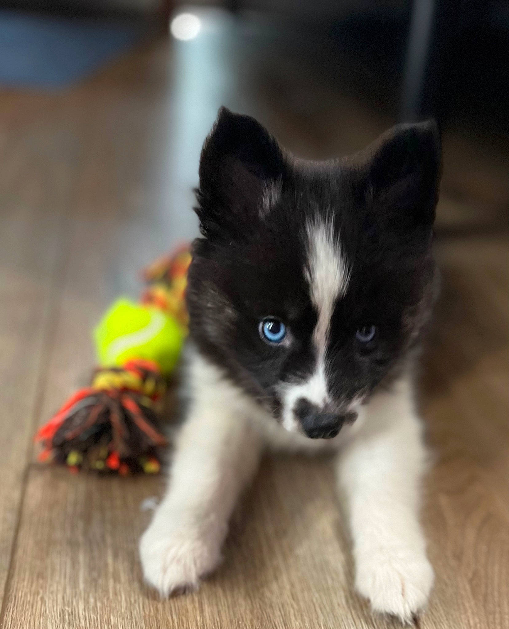 Isla Ocean joined the competition — help win amazing prizes! carnivore, companion_dog, dog, dog_breed, flooring, fur, hardwood, herding_dog, non_sporting_group, snout, tail, terrestrial_animal, toy_dog, varnish, whiskers, wood, working_animal, working_dog