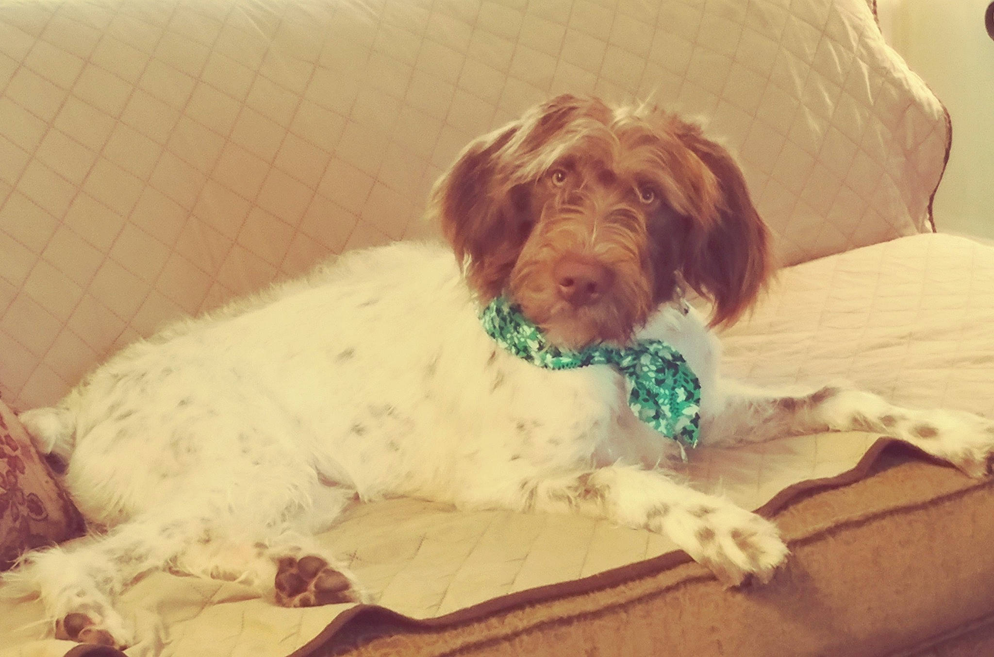 Tripp is registered to the contest to win money with this photo: canidae, carnivore, cavapoo, cockapoo, companion_dog, dog, dog_breed, hunting_dog, labradoodle, lagotto_romagnolo, liver, mammal, poodle_crossbreed, puppy, schnoodle, spanish_water_dog, spinone_italiano, sporting_group, vertebrate, wirehaired_pointing_griffon