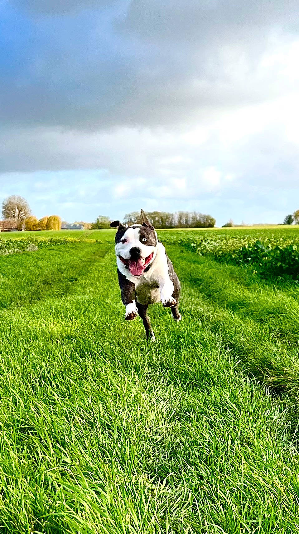 Léonard a rejoint le concours — aidez-le/la à gagner de superbes lots ! ball, carnivore, cloud, companion_dog, dog, dog_breed, fawn, grass, grassland, happy, horizon, landscape, lawn, meadow, people_in_nature, plant, prairie, sky, sports_equipment, tree