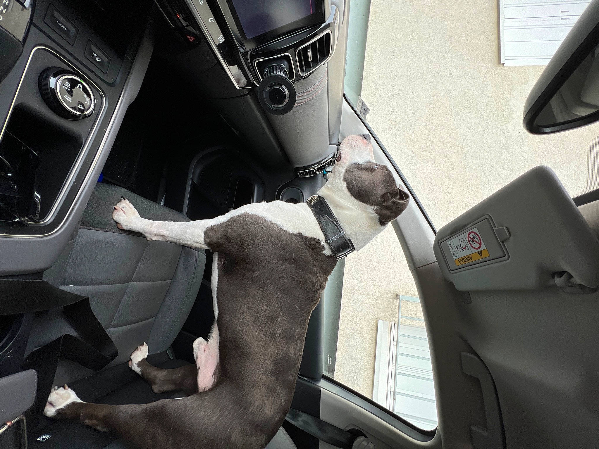 Léonard participe au concours pour gagner de l'argent avec cette photo : auto_part, automotive_design, automotive_exterior, automotive_mirror, automotive_tire, car, car_seat, car_seat_cover, carnivore, dog, gear_shift, head_restraint, mode_of_transport, motor_vehicle, personal_luxury_car, steering_part, steering_wheel, vehicle, vehicle_door, window