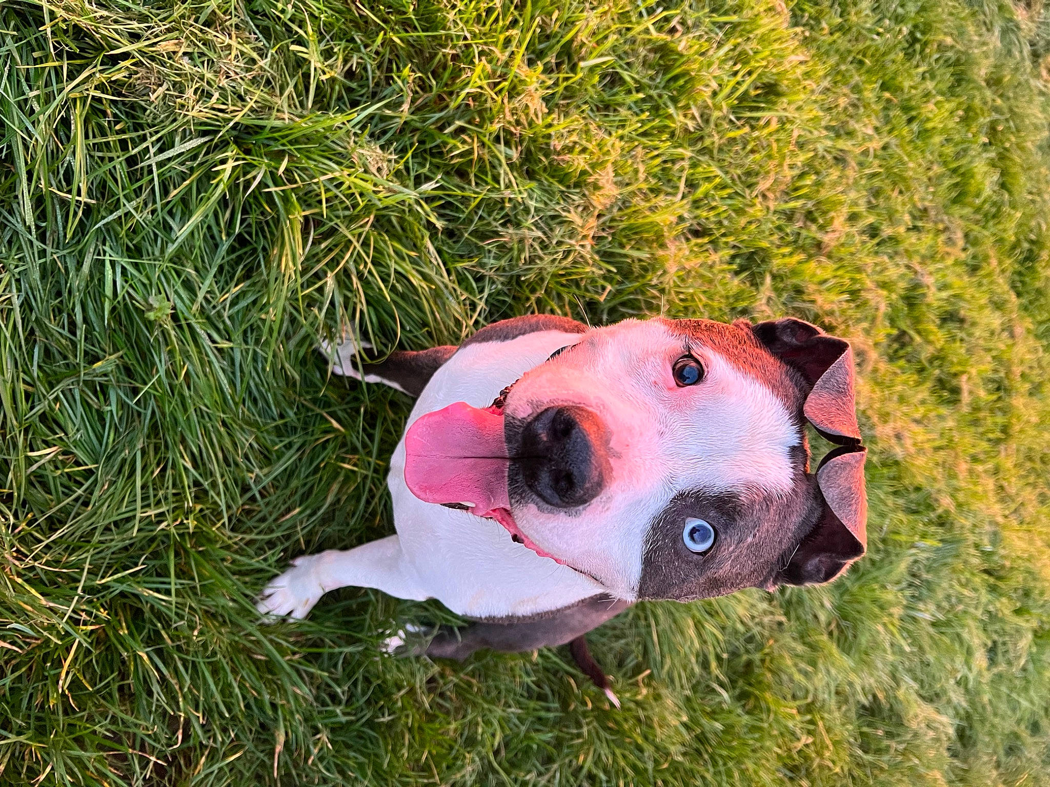 Léonard participe au concours pour gagner de l'argent avec cette photo : adventure, canidae, carmine, carnivore, collar, companion_dog, dog, dog_breed, dog_collar, fawn, grass, grassland, helmet, personal_protective_equipment, plant, snout, sporting_group, terrestrial_animal, toy, working_animal
