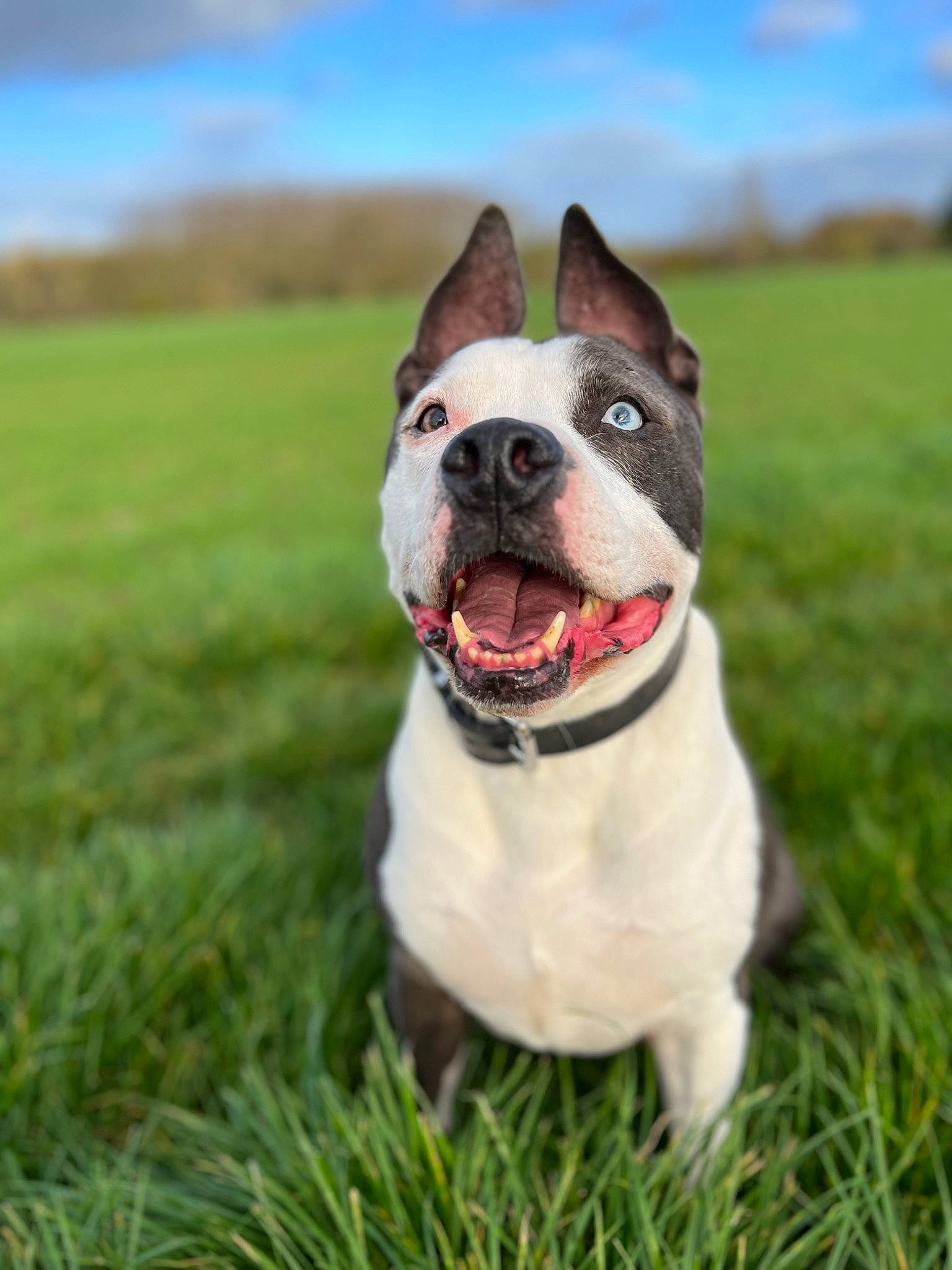 Léonard a rejoint le concours — aidez-le/la à gagner de superbes lots ! bulldog, canidae, carnivore, cloud, collar, companion_dog, dog, dog_breed, dog_collar, fawn, grass, grassland, happy, molosser, plant, sky, smile, snout, sporting_group, whiskers