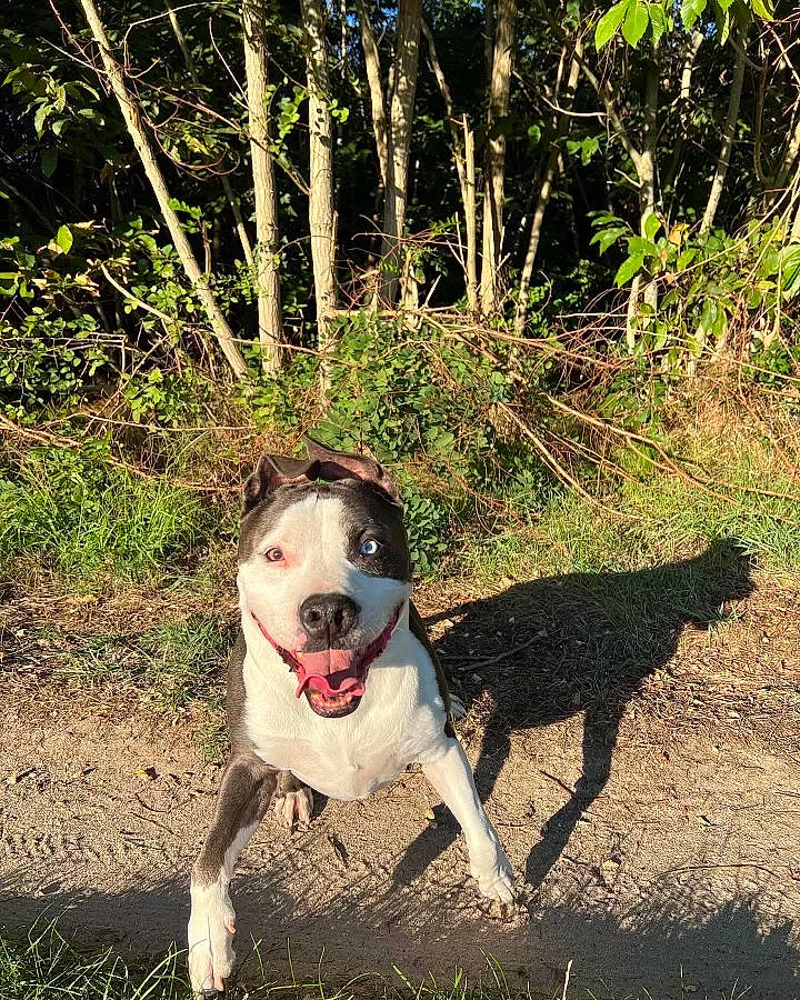 Léonard participe au concours pour gagner de l'argent avec cette photo : adventure, canidae, carnivore, collar, companion_dog, dog, dog_breed, dog_collar, dog_supply, fawn, forest, grass, pet_supply, plant, soil, sporting_group, tail, tree, working_animal, working_dog