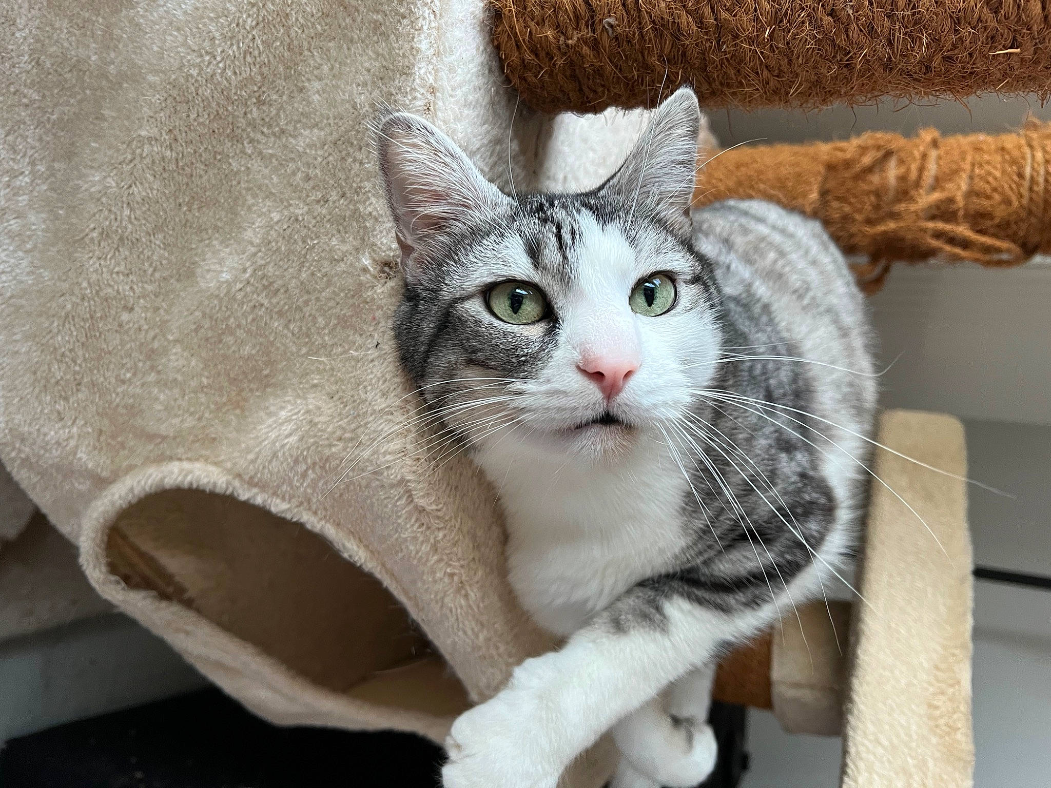 Mallow a rejoint le concours — aidez-le/la à gagner de superbes lots ! carnivore, cat, cat_furniture, cat_supply, comfort, domestic_short_haired_cat, eye, felidae, fur, grey, head, paw, small_to_medium_sized_cats, snout, tail, tree, whiskers, window