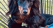 Gala participe au concours pour gagner de l'argent avec cette photo : dog, long_hair, black_and_tan, portrait, sitting, lying_down, pet, collar, dog_tag, bone_tag, blue_cushion, chair, outdoor, lawn, grass, sunlight, close_up, floppy_ears, brown_markings, relaxed