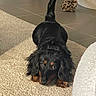 dog, black_dog, tan_markings, fluffy, long_hair, lying_down, upside_down, funny_pose, pet, animal, portrait, brown_eyes, tail, paws, carpet, rug, tile_floor, slipper, pillows, indoor
