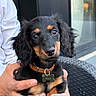 puppy, dog, black_and_tan, floppy_ears, brown_markings, pet, animal, portrait, closeup, sitting, collar, dog_tag, bone_tag, hands, person, outdoor, chair, glass_door, black_fur, cute