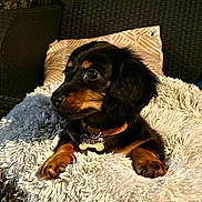 Gala participe au concours pour gagner de l'argent avec cette photo : dog, dachshund, black_and_tan, small_dog, pet, animal, portrait, lying_down, blanket, fluffy, couch, indoor, home, collar, bone_tag, brown_eyes, long_ears, relaxed, cozy, cute