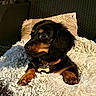 dog, dachshund, black_and_tan, small_dog, pet, animal, portrait, lying_down, blanket, fluffy, couch, indoor, home, collar, bone_tag, brown_eyes, long_ears, relaxed, cozy, cute