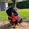 puppy, dog, black_and_tan, bandana, red_bandana, long_ears, brown_eyes, sitting, outdoors, garden, grass, hedge, trees, shed, sunlight, pet, portrait, backyard, cute, animal