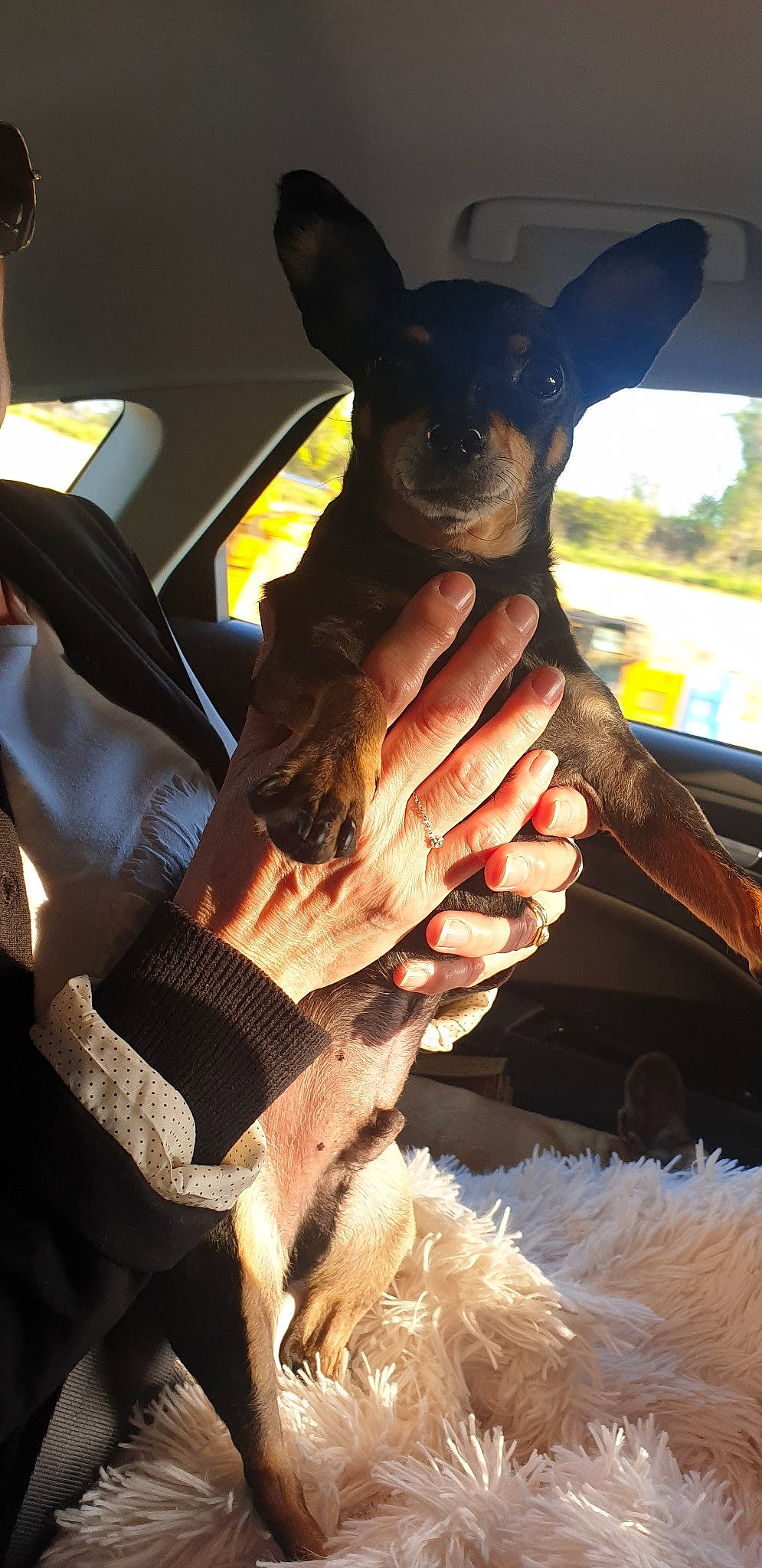 Pin'S a rejoint le concours — aidez-le/la à gagner de superbes lots ! canidae, carnivore, dog, dog_breed, fawn, hand, miniature_pinscher, non_sporting_group, prazsky_krysarik, toy_dog