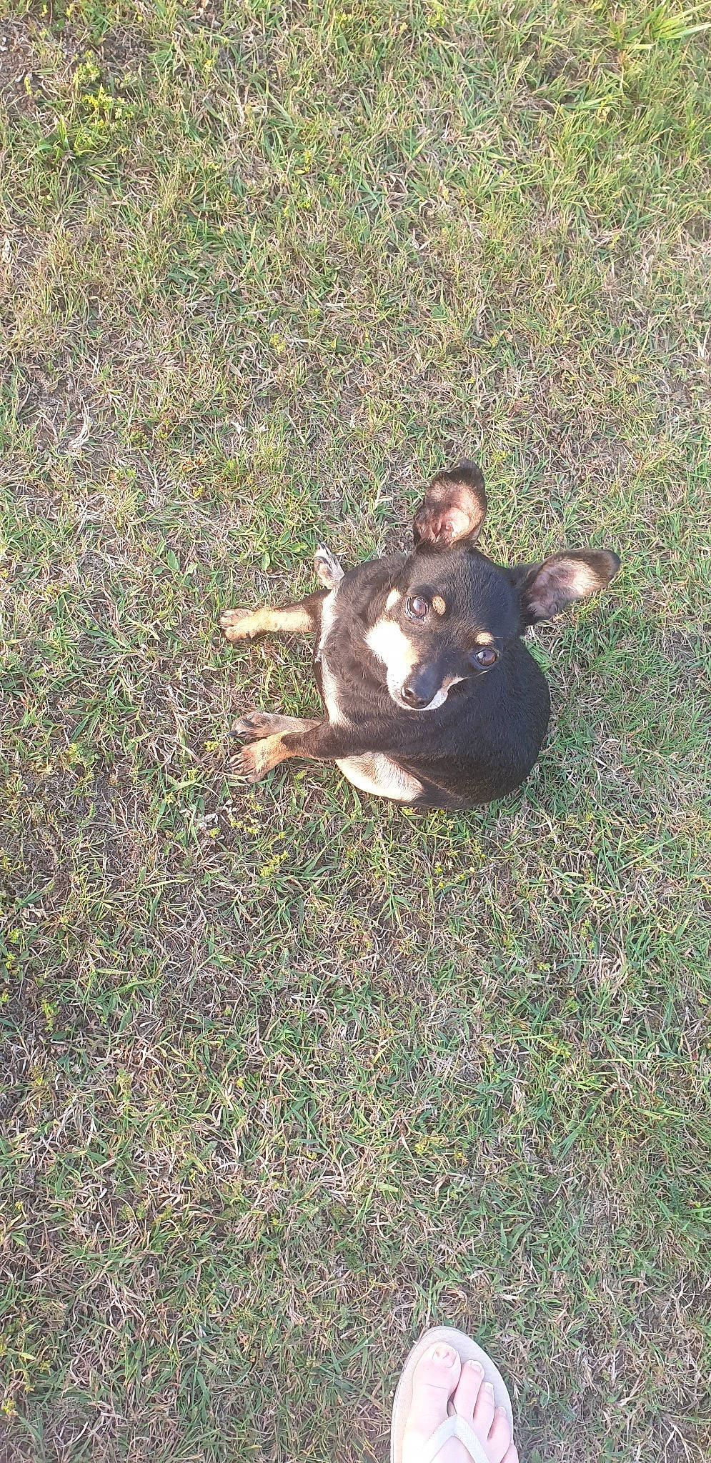 Pin'S participe au concours pour gagner de l'argent avec cette photo : australian_kelpie, canidae, carnivore, dog, dog_breed, grass, mammal, tail, vertebrate