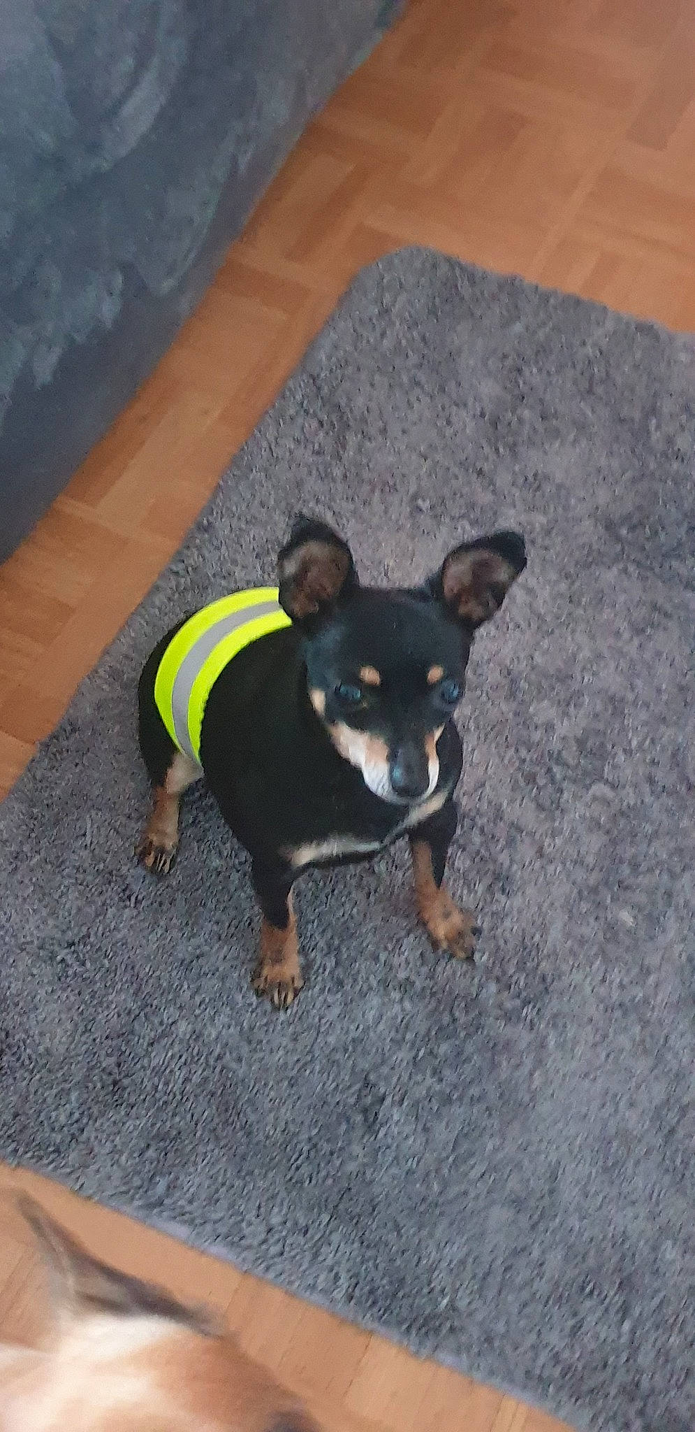 Pin'S a rejoint le concours — aidez-le/la à gagner de superbes lots ! canidae, carnivore, chihuahua, companion_dog, dog, dog_breed, dog_clothes, english_toy_terrier, fawn, german_pinscher, mammal, miniature_pinscher, paw, pinscher, prazsky_krysarik, puppy, snout, toy_dog, vertebrate, working_dog