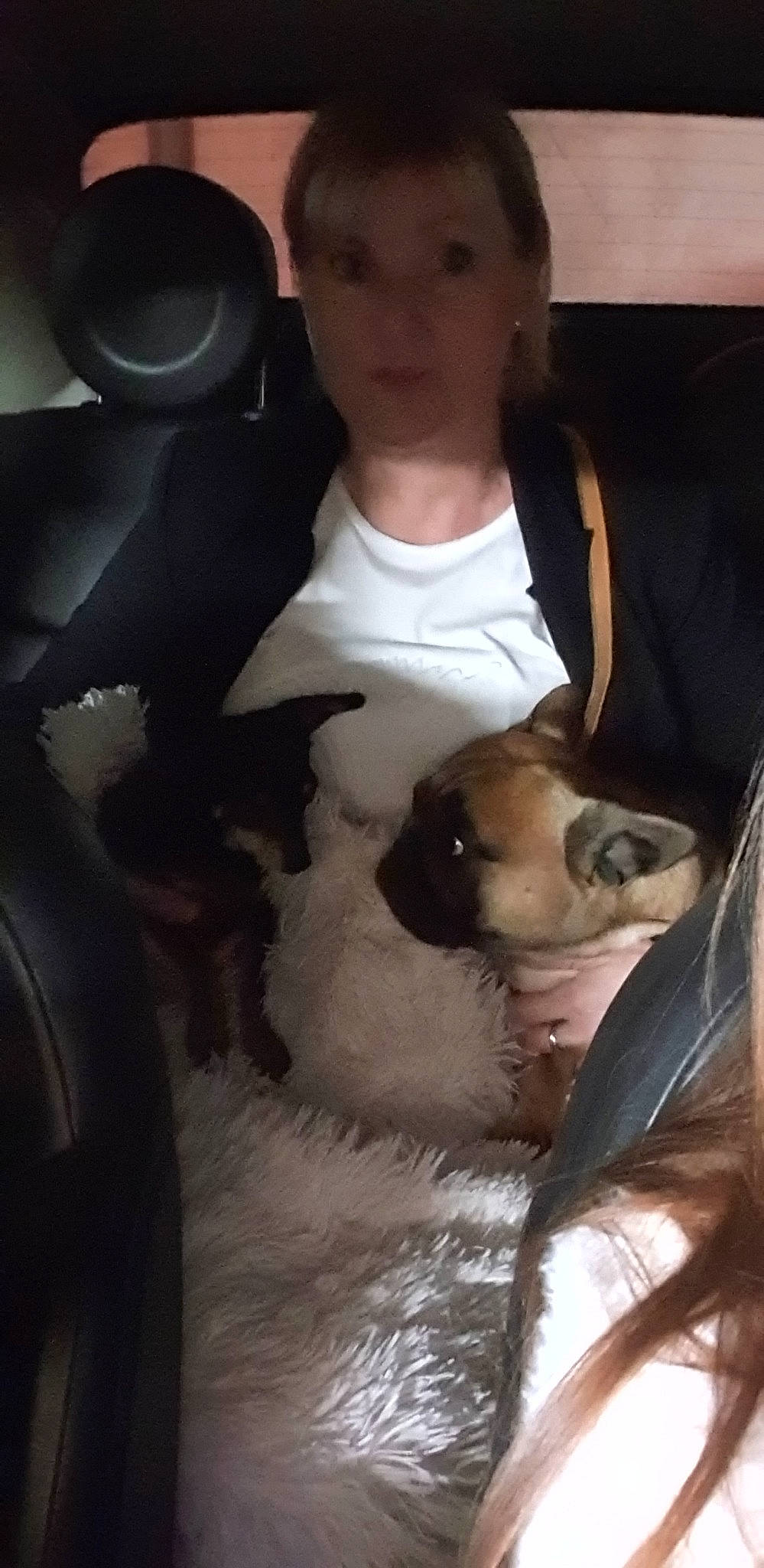 Pin'S a rejoint le concours — aidez-le/la à gagner de superbes lots ! canidae, carnivore, companion_dog, dog, dog_breed, fawn, fox_terrier, nose, puppy, puppy_love, selfie