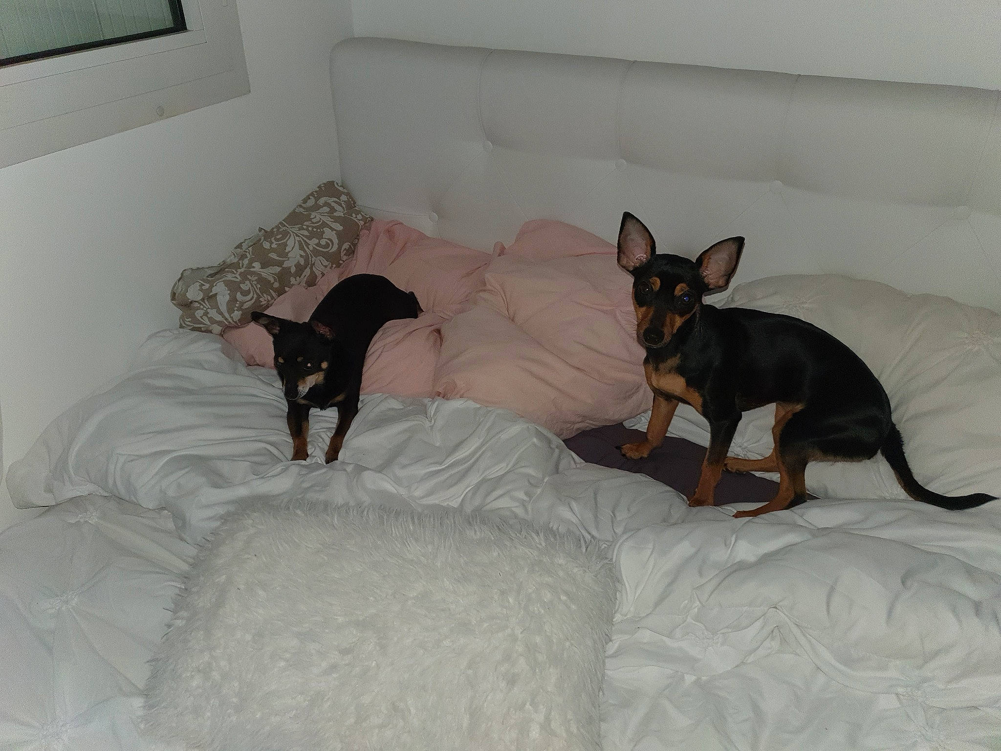 Paz participe au concours pour gagner de l'argent avec cette photo : canidae, carnivore, dog, dog_breed, english_toy_terrier, german_pinscher, mammal, manchester_terrier, miniature_pinscher, pinscher, prazsky_krysarik, russkiy_toy, toy_dog, toy_manchester_terrier, vertebrate