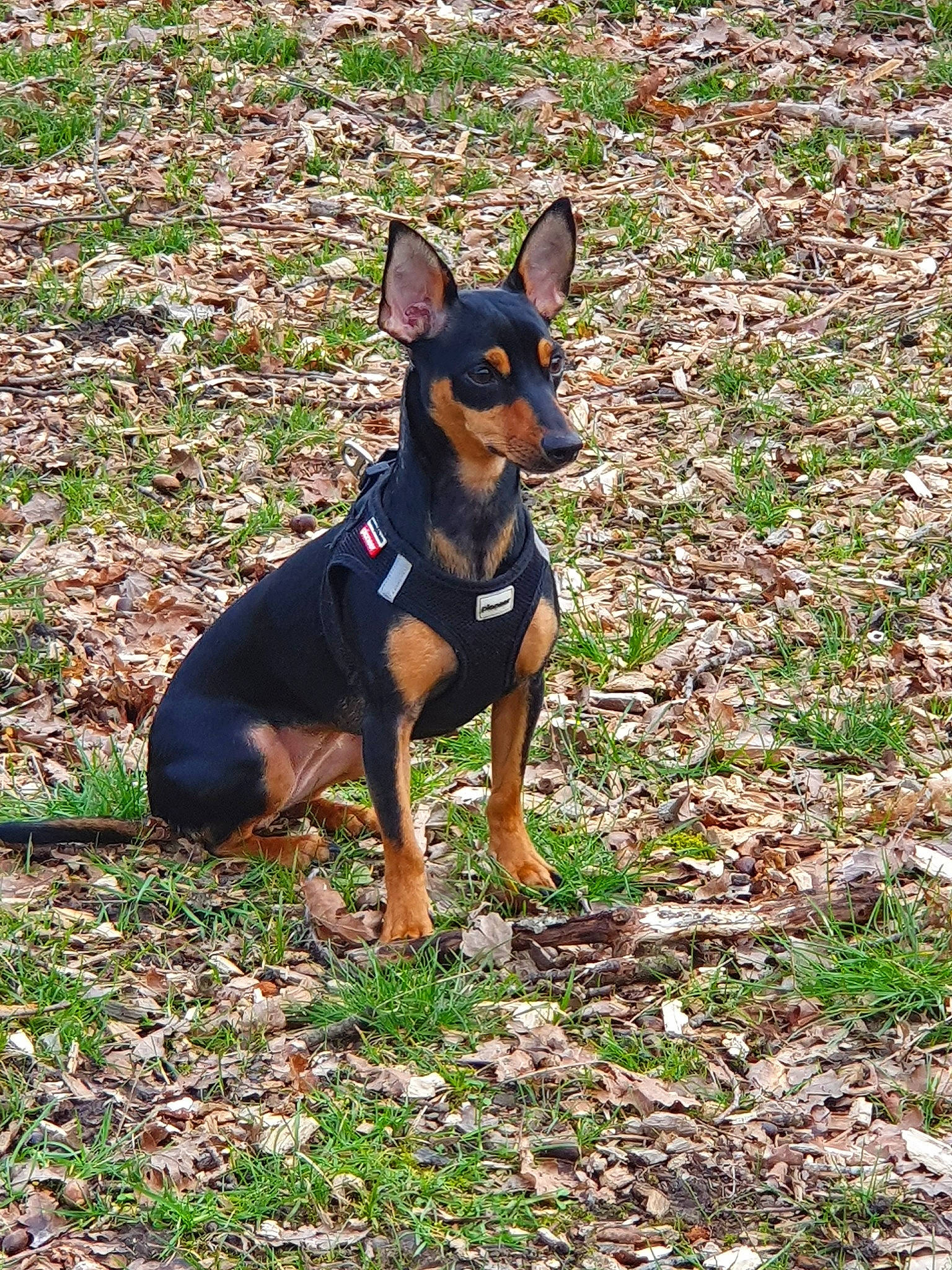 Paz participe au concours pour gagner de l'argent avec cette photo : black_and_tan_terrier, canidae, carnivore, dobermann, dog, dog_breed, english_toy_terrier, german_pinscher, guard_dog, lancashire_heeler, mammal, manchester_terrier, miniature_pinscher, pinscher, prazsky_krysarik, russkiy_toy, toy_dog, toy_manchester_terrier, vertebrate, working_dog
