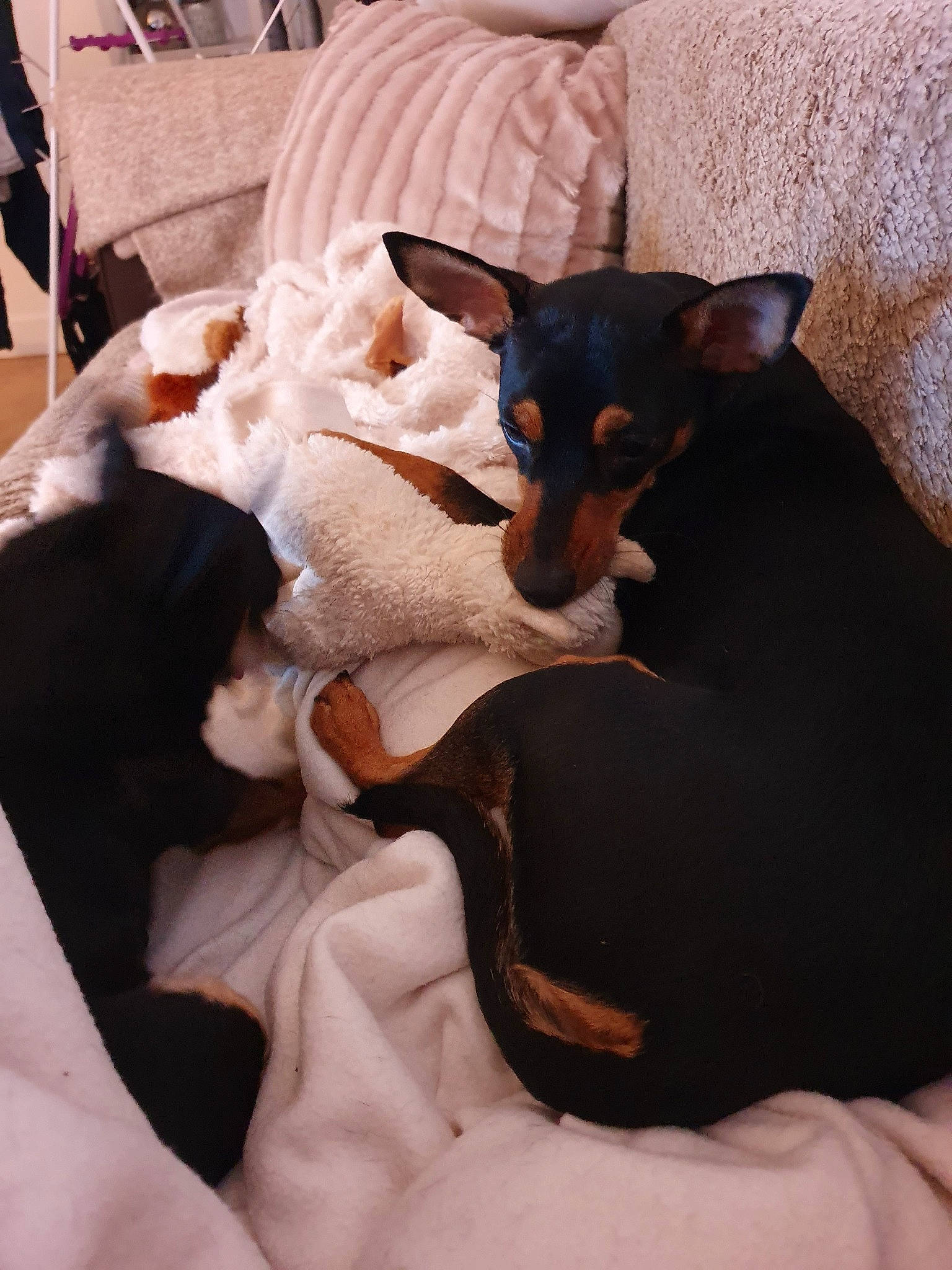 Paz a rejoint le concours — aidez-le/la à gagner de superbes lots ! canidae, carnivore, dog, dog_breed, english_toy_terrier, german_pinscher, mammal, manchester_terrier, miniature_fox_terrier, miniature_pinscher, pinscher, prazsky_krysarik, puppy, rat_terrier, teddy_roosevelt_terrier, tenterfield_terrier, toy_dog, toy_fox_terrier, toy_manchester_terrier, vertebrate