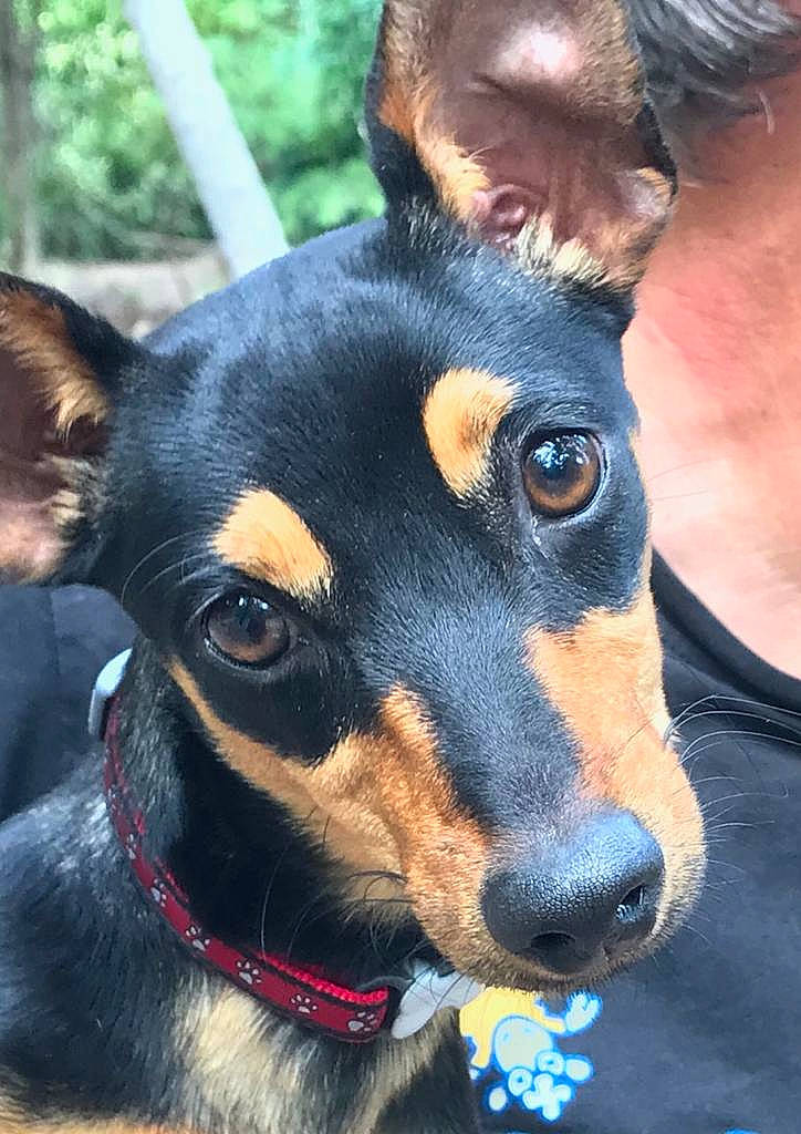 Paz a rejoint le concours — aidez-le/la à gagner de superbes lots ! black_and_tan_terrier, canidae, carnivore, dog, dog_breed, english_toy_terrier, german_pinscher, huntaway, lancashire_heeler, mammal, manchester_terrier, miniature_pinscher, pinscher, prazsky_krysarik, rare_breed_dog, snout, terrier, toy_dog, toy_manchester_terrier, vertebrate