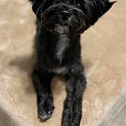 Tux is registered to the contest to win money with this photo: adorable, animal, beige_background, black_dog, canine, closeup, companion, curious, cute, dog, domestic_animal, ears_up, fluffy, friendly, fur, indoors, looking_up, lying_down, pet, resting