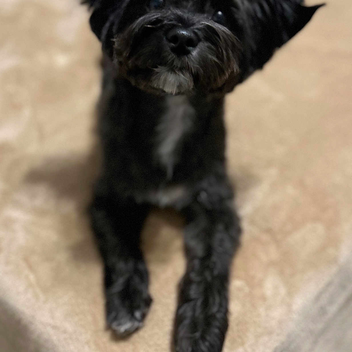 Tux