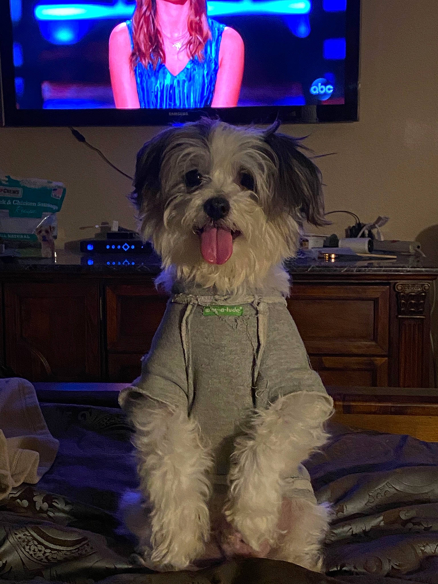 Snoopy joined the competition — help win amazing prizes! bolonka, canidae, carnivore, companion_dog, dog, dog_breed, havanese, lowchen, maltepoo, maltese, mammal, morkie, puppy, schnoodle, shih_tzu, snout, terrier, toy_dog, vertebrate, west_highland_white_terrier