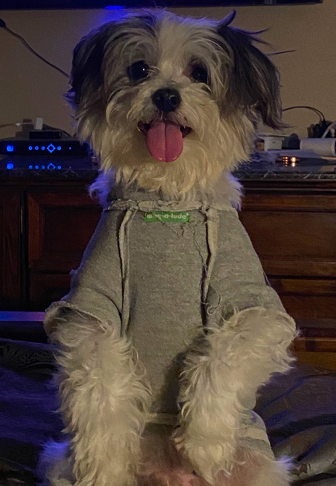 Snoopy is registered to the contest to win money with this photo: bolonka, canidae, carnivore, companion_dog, dog, dog_breed, havanese, lowchen, maltepoo, maltese, mammal, morkie, non_sporting_group, puppy, schnoodle, shih_tzu, snout, tibetan_terrier, toy_dog, vertebrate