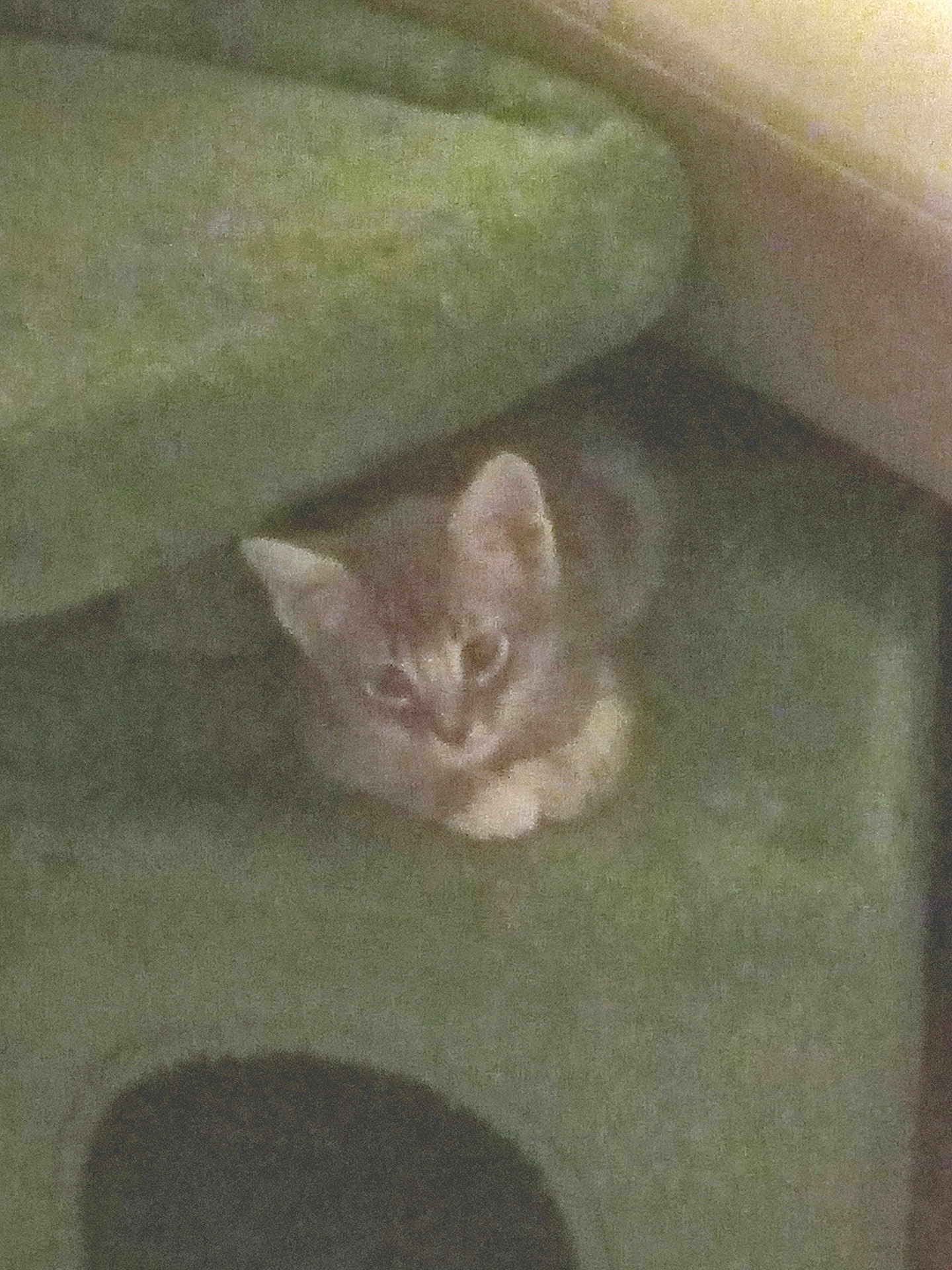 Freya is registered to the contest to win money with this photo: cat, kitten, green_carpet, indoor, pet, animal, ears, eyes, furry, resting, corner, soft_light, blurred, low_light, cute, small, cozy, domestic, feline, quiet