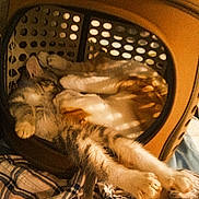 Freya joined the competition — help win amazing prizes! cat, pet_carrier, paws, sleeping, cozy, feline, plaid, fabric, indoor, resting, brown, orange, white, striped, fur, comfort, relaxation, animal, cute, home