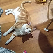 Finesse is registered to the contest to win money with this photo: cat, orange_cat, white_cat, wooden_floor, plush_toy, yellow_toy, chair_leg, indoor, pet, curious, relaxed, animal, feline, home, floor, laying_down, looking_up, domestic, cute, whiskers