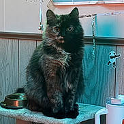 Maple joined the competition — help win amazing prizes! animal, cat, cat_tree, domestic, eyes, fur, furniture, home, indoor, looking, map, pet, poster, sitting, sticker, tortoiseshell, wall, water_bottle, water_dispenser, wood_paneling