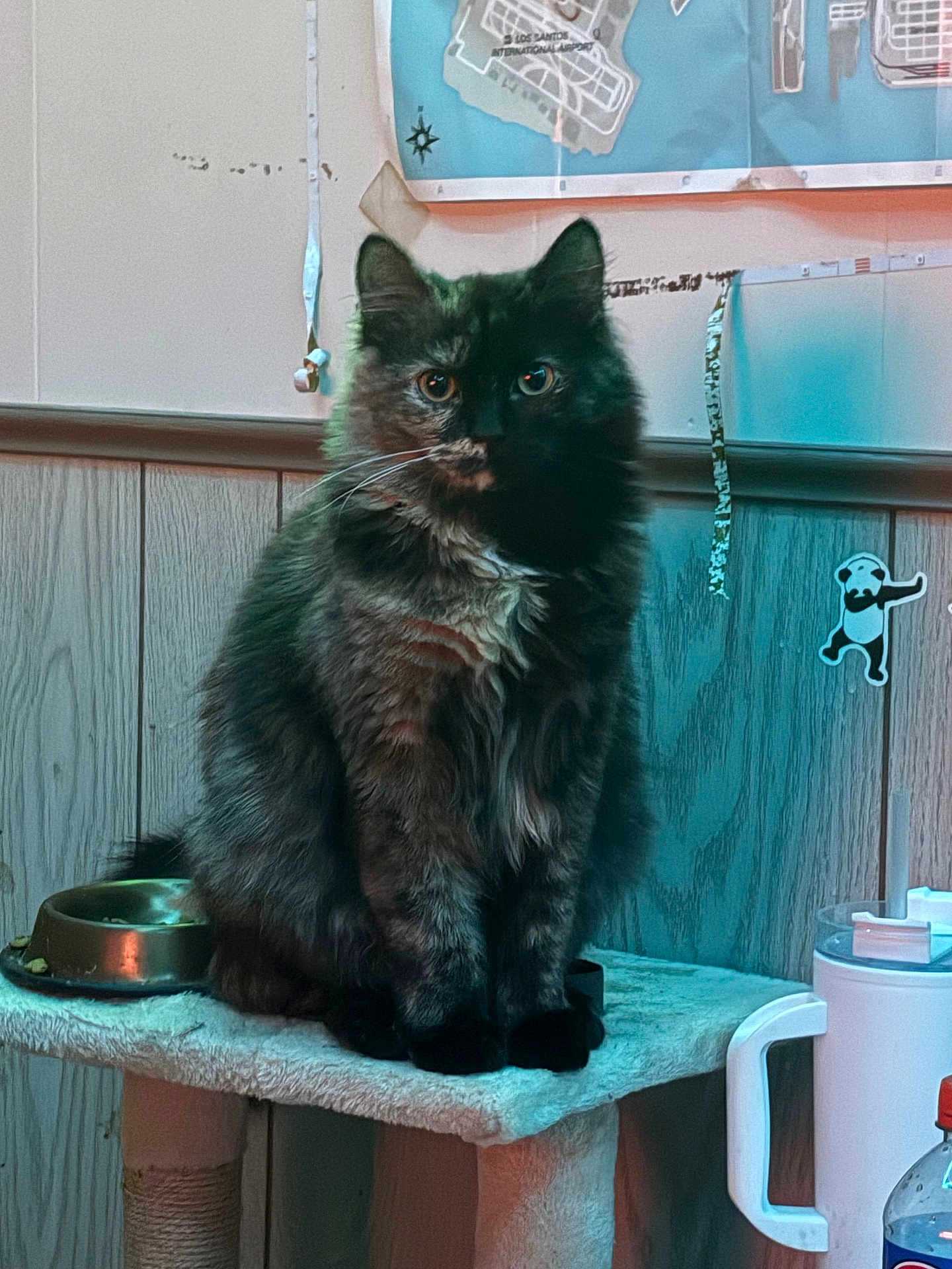 Maple joined the competition — help win amazing prizes! animal, cat, cat_tree, domestic, eyes, fur, furniture, home, indoor, looking, map, pet, poster, sitting, sticker, tortoiseshell, wall, water_bottle, water_dispenser, wood_paneling