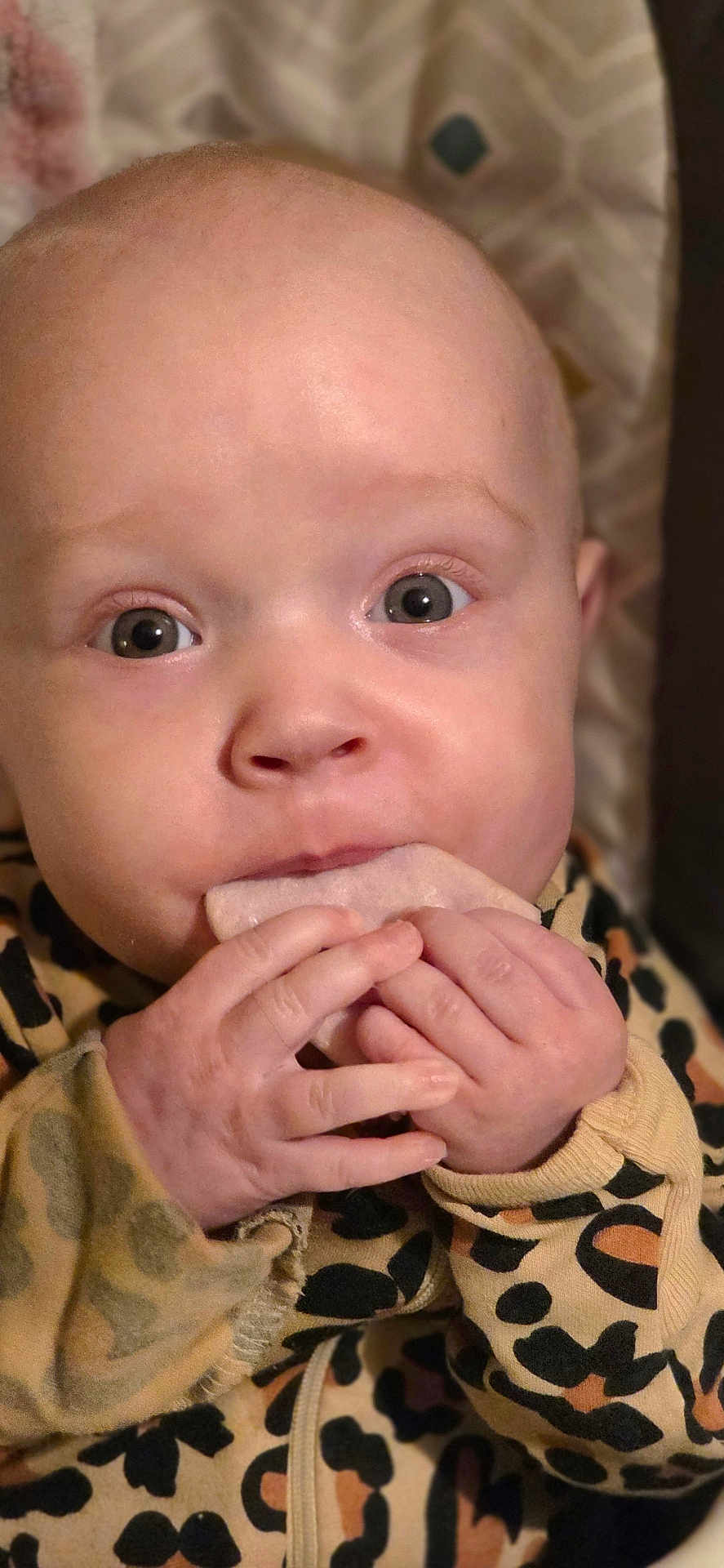 Athena joined the competition — help win amazing prizes! baby, infant, hands, eyes, close_up, portrait, onesie, leopard_print, teether, mouth, skin, cute, newborn, looking_up, indoors, blanket, seated, cheeks, stare, tiny_fingers