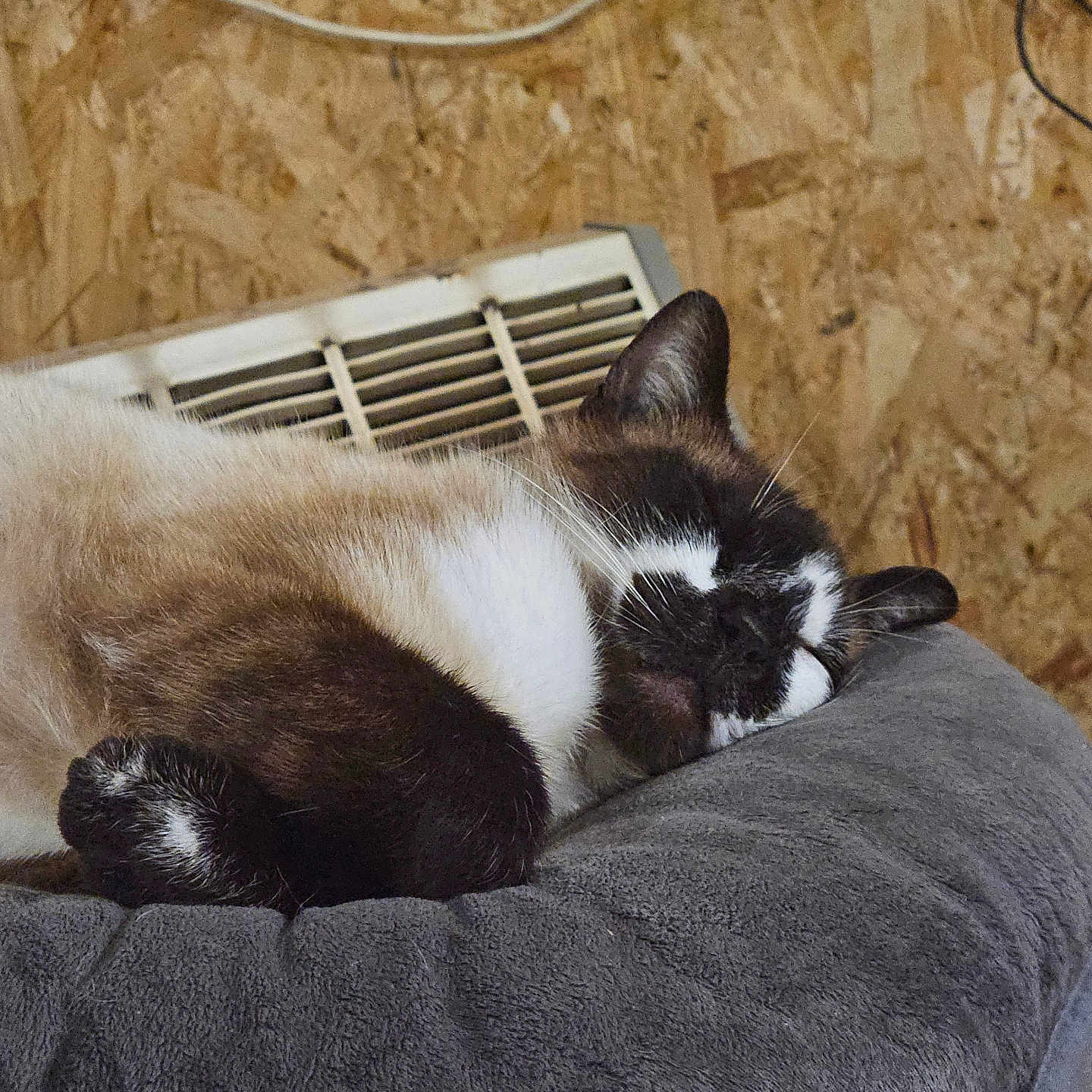 Nala a rejoint le concours — aidez-le/la à gagner de superbes lots ! animal, black, brown, cat, closed_eyes, cozy, cute, domestic_cat, fur, gray_cushion, indoor, paw, pet_bed, relaxed, resting, sleeping, vent, whiskers, white, wood_paneling