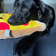 Duke joined the competition — help win amazing prizes! dog, black_dog, pillow, pizza_pillow, bed, resting, indoor, pet, canine, cozy, sleepy, closeup, fur, expression, paw, collar, comfort, cute, relaxed, domestic_animal